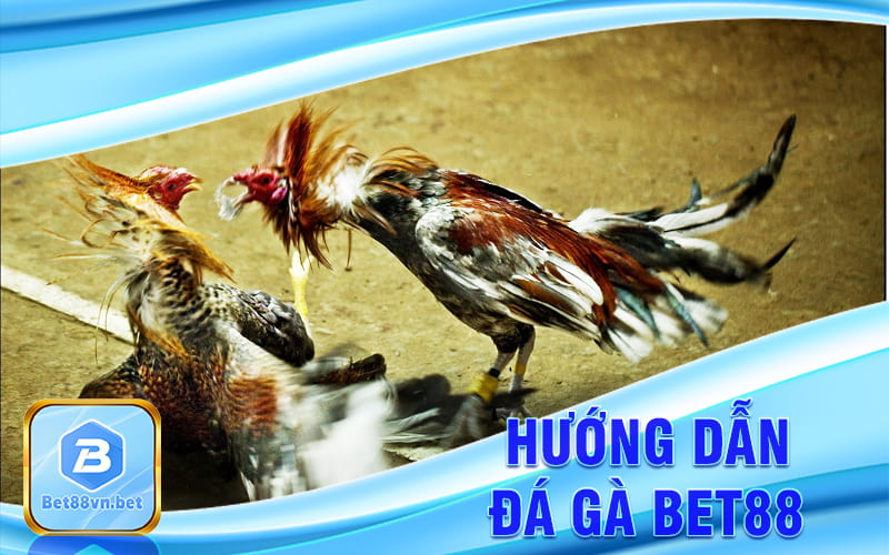 Cách đặt cược đá gà Bet88